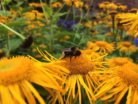 Logan Botanic Gardens bumblebee